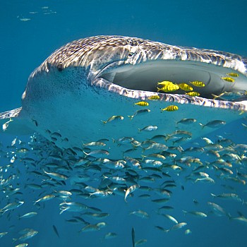 Sal Salis Ningaloo Reef